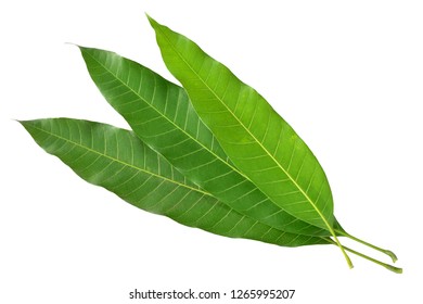 Mango Leaf Isolated On White Background Stock Photo 1265995207 ...