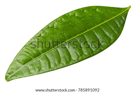 mango leaf isolated on white background Clipping Path