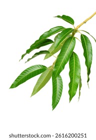 Mango with leaf on tree branch isolated on white background. branch