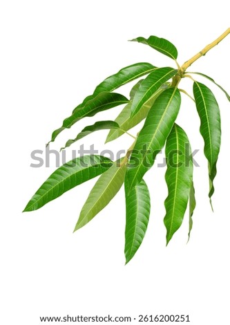 Mango with leaf on tree branch isolated on white background. branch