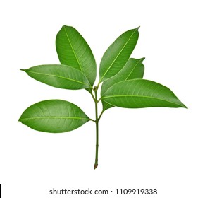 Mango Leaf On White Background