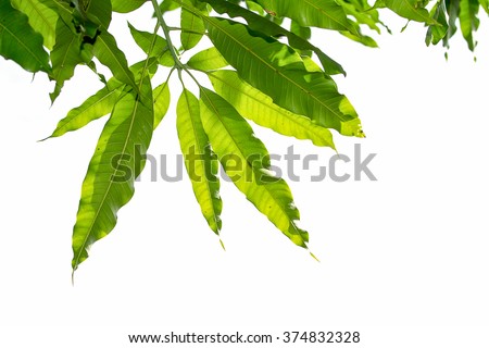 Mango leaf on white sky background