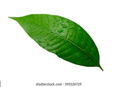 Mango Leaf Decoration Images Stock Photos Vectors Shutterstock