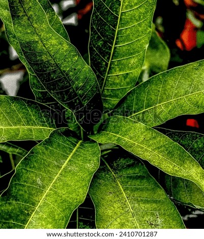 Mango leafs 
Upper part of the leafs 
Clearly watch leaf vain 