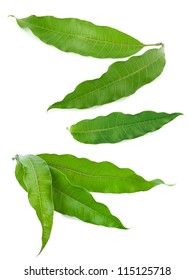 Mango Leaves