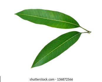 Mango Leaves