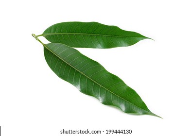 Mango Leaves