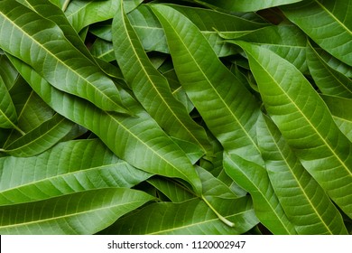 Mango Leaves Background