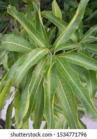 Mango Leaves Heal Burns And Cure Hiccups