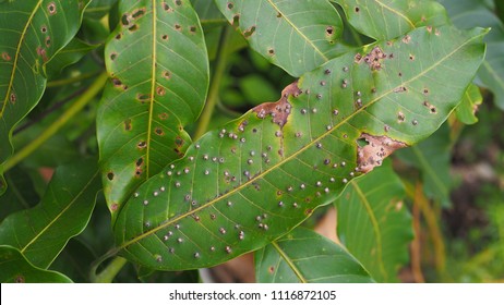 Mango Leaves Infected By Pestmango Leaf Stock Photo (Edit Now) 1116875720