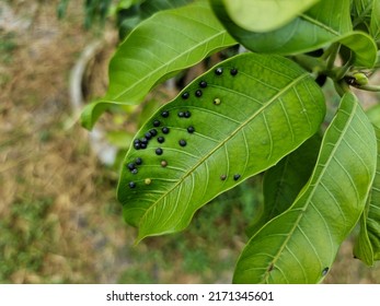 16 Procontarinia matteiana Images, Stock Photos & Vectors | Shutterstock