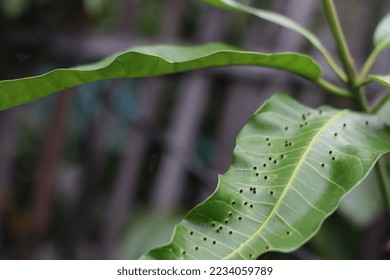 Mango leaves infected by pest.Mango leaf gall midge (Erosomyia mangiferae) - Shutterstock ID 2234059789