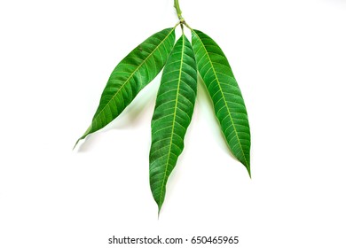 Mango Leaves On White Background Stock Photo 650465965 | Shutterstock