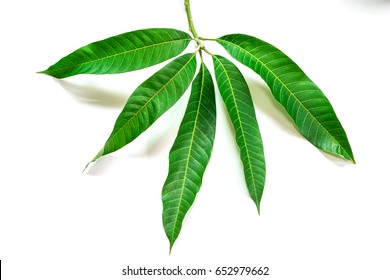 Mango Leaves Isolated On White Background Stock Photo 1742247332 ...