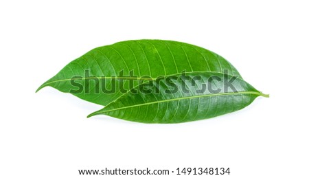 mango leaves on a white background.