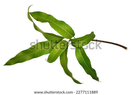 Mango leaves on white background