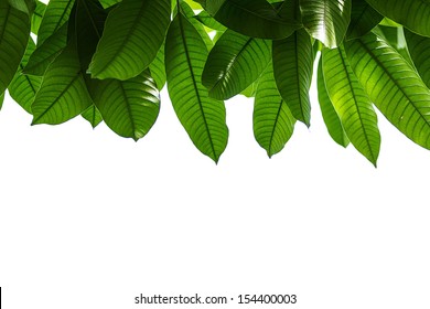 1000 Mango Leaf Stock Images Photos Vectors Shutterstock