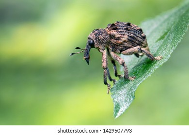 Mango Nut Weevil Mango Stone Weevil Stock Photo 1429507793 | Shutterstock