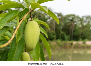 Mango on the mango tree in the garden - Shutterstock ID 1460572886