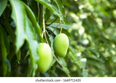 mango on tree from nature.