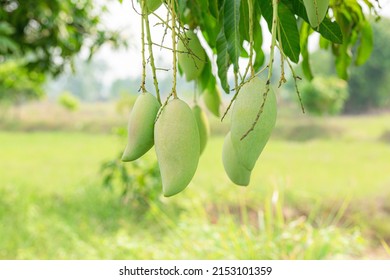 Mango On The Tree,Mango On The Tree With Nature Background.Fruit,
Mango Tree,Agriculture,Australasia,Australia,Australian Culture,Backgrounds,Beauty In Nature,