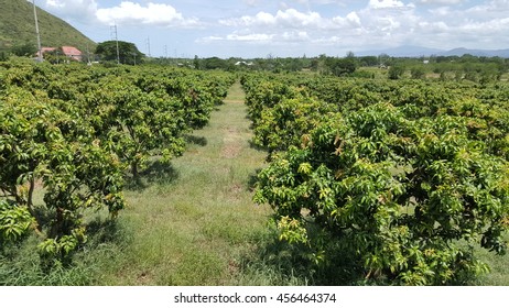 Mango Orchard