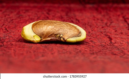 Mango Seed. The Internal Of A Mango Seed Without The Seed Husk, Before Planting.