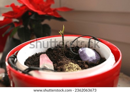 Mango seed sprouting with in a red pot with stones and a red flower