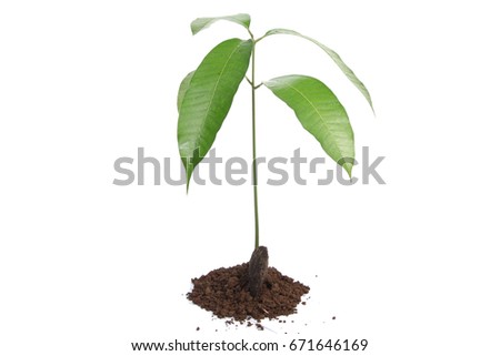 Mango seedling with seed and fresh leaves isolated on white
