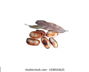 Mango Seeds For Breeding New Seedlings On White Background.