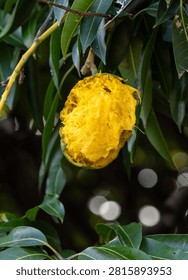A mango is still on the tree despite being largely eaten by vermin 