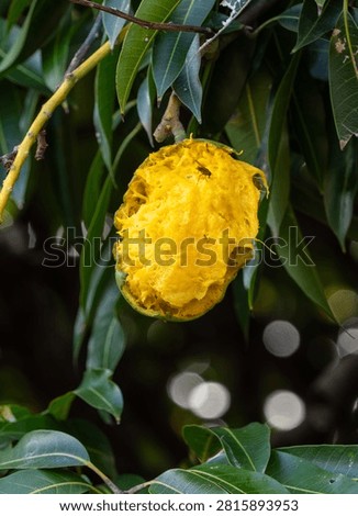 A mango is still on the tree despite being largely eaten by vermin 