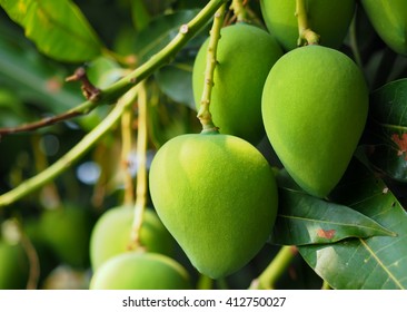 Mango Tree.