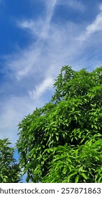 Mango tree from below with cloudy sky behind it
