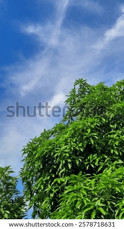 Mango tree from below with cloudy sky behind it