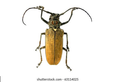 Mango Tree Borer Isolated On White Stock Photo 63114025 | Shutterstock