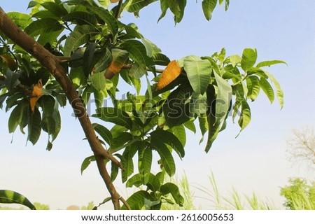 Mango Tree Branch with Verdant Leaves Under Clear Blue Sky | Tropical Canopy and Serene Nature Backdrop.