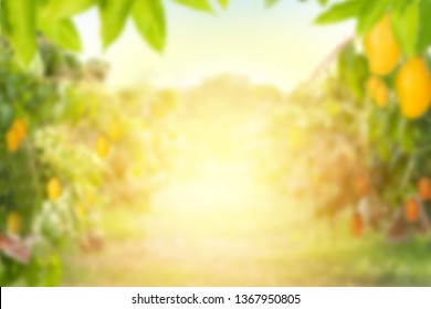 Mango Tree And Farm Blur Background