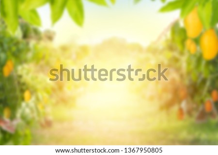 Mango tree and farm Blur background