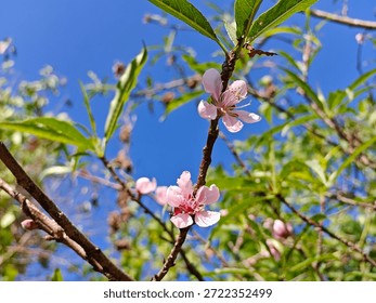 mango tree flowers in full bloom in Myanmar. 