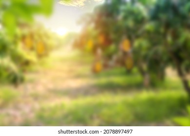 Mango tree and Mango fruit at farm with sunset or sunrise, Blur background.