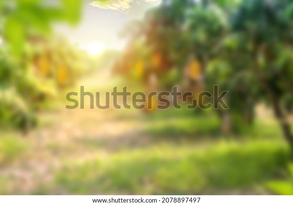 Mango tree and Mango fruit at farm with\
sunset or sunrise, Blur\
background.