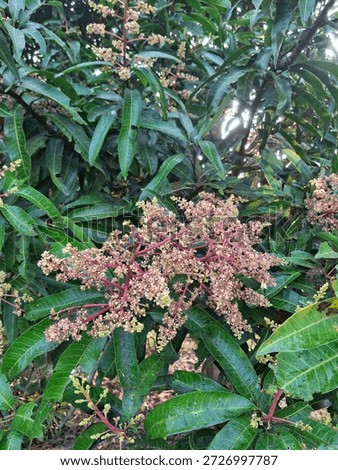 A mango tree  inflorescence with tiny green, yellow, and pink flowers in a bottom view displaying its ramifications and a set of leaves surrounding it.
