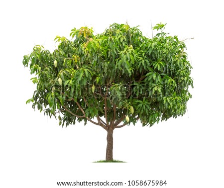 Mango tree isolated on white background