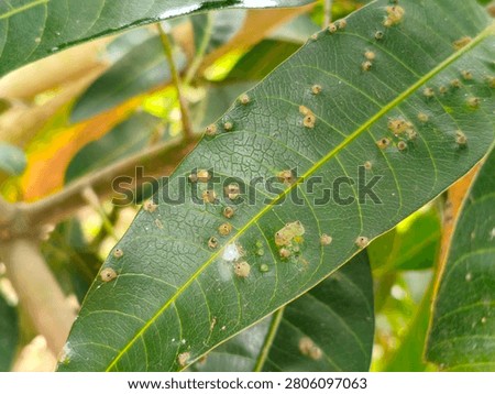 mango tree leaves affected by insect-induced galls