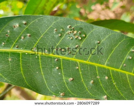 mango tree leaves affected by insect-induced galls