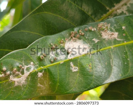 mango tree leaves affected by insect-induced galls