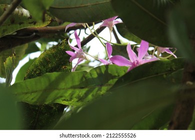 Mango tree leaves that grow with orchids