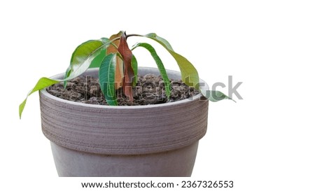 Mango tree plant in flowerpot growth from the seed. Isolated on white background. Houseplant.