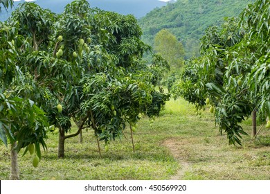 Mango Tree Plantation